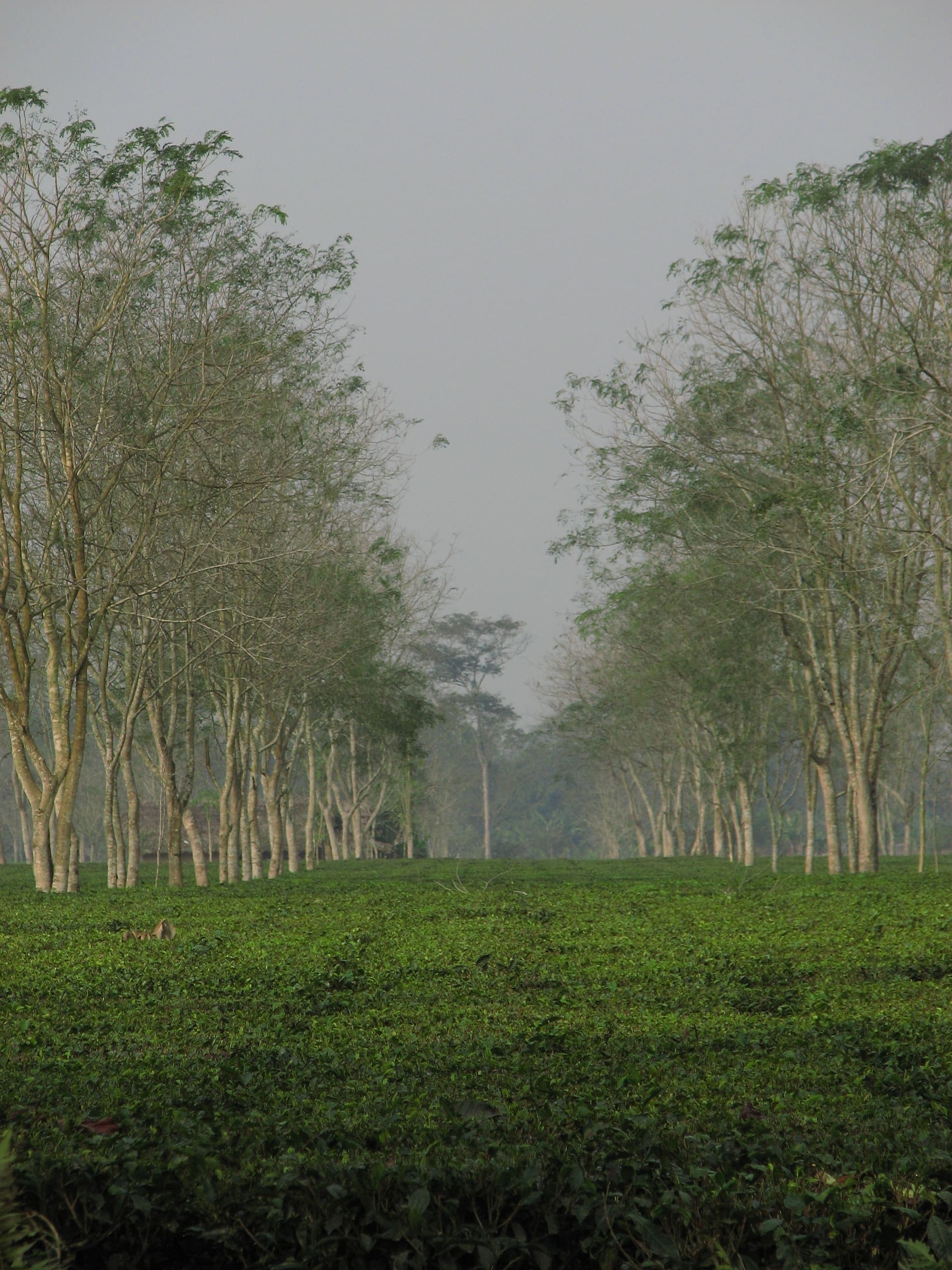 Lohit Valley Orthodox Tea